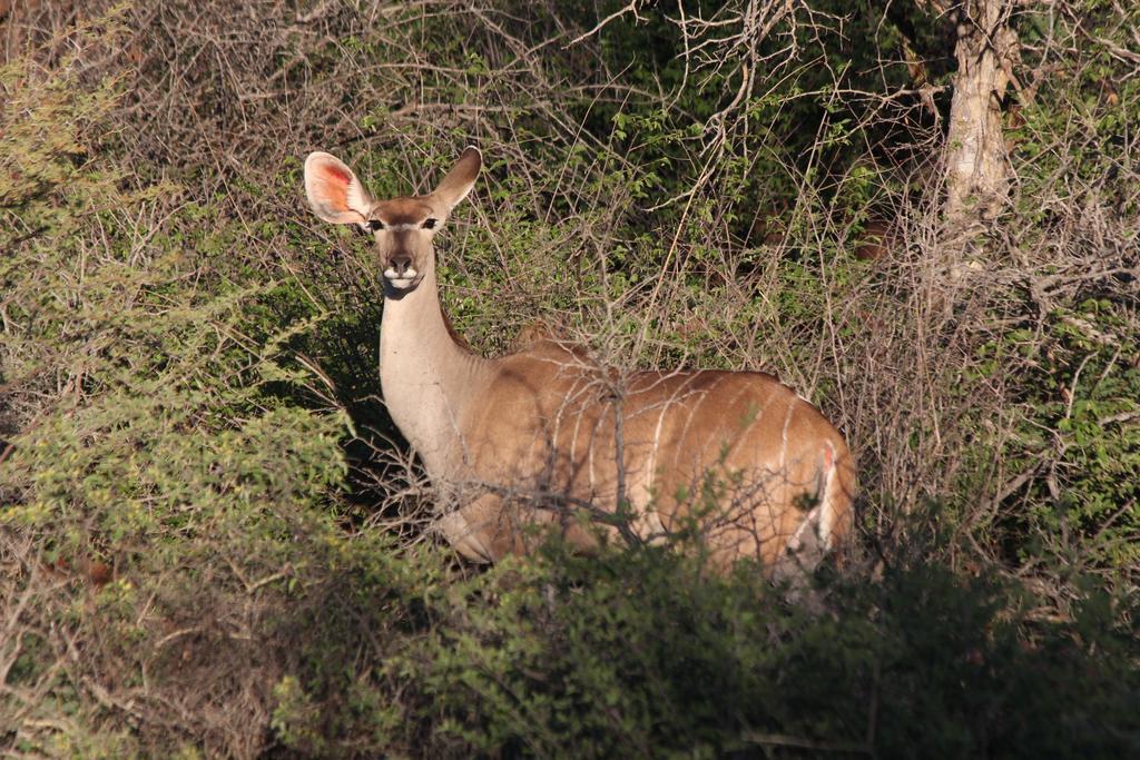 Haasenhof Gastefarm Βίλα Okahandja Εξωτερικό φωτογραφία