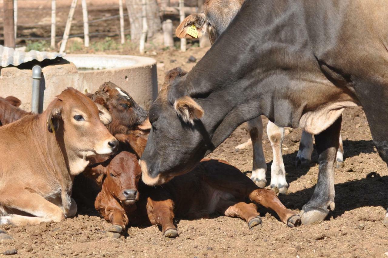 Haasenhof Gastefarm Βίλα Okahandja Εξωτερικό φωτογραφία